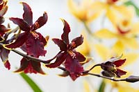 Colmanara Odontocidium - Wildcat Bobcat orchid flowers