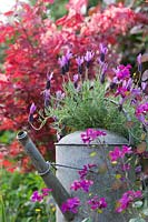 Old metal Watering can planted with Lavandula stoechas 'Victory' in an English garden. 