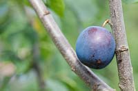 Prunus domestica 'Anita' - Plum 'Anita' 