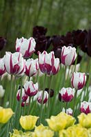 Tulipa 'Flaming Baltic' - Tulip 'Flaming Baltic'
