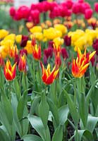Tulipa kaufmanniana 'Flyaway' - Waterlily Tulip