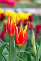 Tulipa kaufmanniana 'Flyaway' - Waterlily Tulip