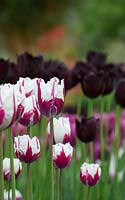 Tulipa 'Flaming Baltic' - Tulip 'Flaming Baltic'