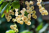 Ribes rubrum 'White Grape' - White currant berries 