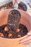 Covering layer of Tulipa bulbs with soil.