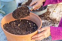 Woman covering layer of Muscari bulbs with soil.