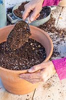 Covering layer of Muscari bulbs in pot with soil.