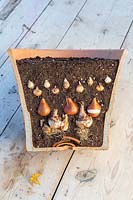 Cross section of bulb lasagna in terracotta pot, including Narcissus 'Cheerfulness White', Tulipa 'Passionale', Crocus 'Ruby Giant' and Muscari latifolium.
