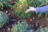 Woman tossing Tulip bulbs into border to create a naturalistic planting scheme.