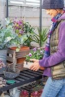 Woman placing tray of flowering Viola onto greenhouse potting bench.