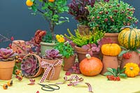 Collection of pumpkins and autumnal plants in terracotta pots, including Echeveria, Calluna and Viola.