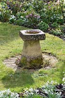 Stone bird bath - saddle stone with beds of Galanthus - snowdrops and Helleborus - hellebores