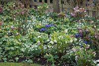 Galanthus nivalis - snowdrops, Helleborus - Hellebores, Iris reticulata 'Harmony', Rosa - rose bushes and Eranthis hyemalis - Winter aconites in early March