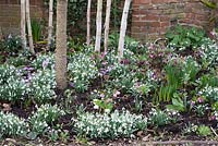 Helleborus - Hellebores and Galanthus nivalis - snowdrops with Cyclamen coum under a Prunus subhirtella 'Autumnalis' - Autumn flowering cherry and Betula utilis var. jacquemontii - Silver Birch trees in early March