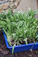 Galanthus plicatus and Glanthus nivalis - snowdrops, dug and ready for dividing and replanting and sharing