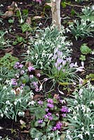 Galanthus nivalis - snowdrops, Crocus and Cyclamen coum under Betula utilis var. jacquemontii - Silver Birch tree in early March