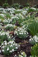 Narcissus 'Jack Snipe' in bud and Galanthus Nivalis - snowdrops, early March.