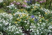 Galanthus nivalis - Snowdrops, Helleborus - Hellebores, Iris reticulata 'Harmony' and Eranthis hyemalis - Winter Aconites. 