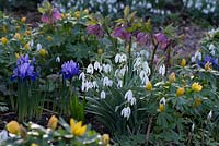 Galanthus nivalis - snowdrops, Helleborus - Hellebores, Iris reticulata 'Harmony' and Eranthis hyemalis - Winter aconites