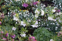 Galanthus nivalis - Snowdrops, Helleborus - Hellebores and Eranthis hyemalis - Winter Aconites