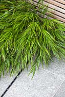 Hakonechloa macra - Japanese Forest Grass