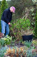 Man pruning out dead stems from Hydrangea macrophylla 'Endless Summer'. 
