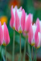 Tulipa 'Lady Jane' - Tulip 'Lady Jane' 