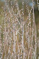 Salix irrorata - Blue Stem Willow