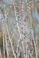 Salix irrorata - Blue Stem Willow 