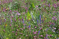 North American prairie meadow with Dianthus, Echinacea, Oenothera and Penstemon, RHS Gardens Wisley.