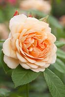 Rosa Grace 'Auskeppy'. English Rose from David Austin
