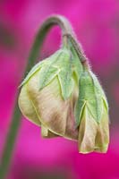 Lathyrus odoratus 'Lipstick' - Sweet Pea