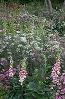 Digitalis, Anthriscus, Astrantia and Nectaroscordum. Laurent-Perrier Garden, RHS Chelsea Flower Show, 2011