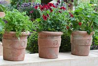 Red Pelargoniums - Geraniums - Chervil and Strawberries in terracotta pots.  RHS Chelsea Flower Show