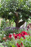 Citrus tree underplanted with Lavandula stoechas. RHS Chelsea Flower Show.