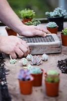 Assembling soil and succulents for planting.