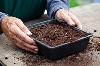John Elsley planting root cuttings of Geranium sanguineum into seed tray with compost.