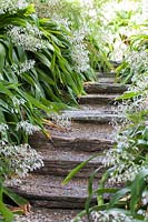 Arthropodium cirratum - New Zealand Fringed Lily  beside steps. 