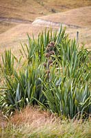 Phormium tenax growing amongst wild grass. New Zealand. 