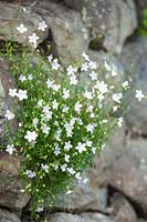 Wahlenbergia gracilis, Native New Zealand flower. January.