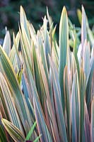 Phormium 'Sundowner' - New Zealand Flax 