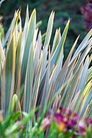 Phormium Sundowner, New Zealand Flax.