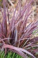 Astelia nervosa 'Alpine Ruby' - Bush Flax 