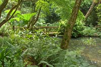 Abbotsbury Gardens, Weymouth, Dorest, UK. sub tropical woodland gardens, the pond area with Gunnera manicata and Tree ferns in the shade