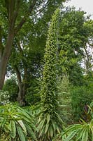 Echium pininana - Giant Viper's Bugloss
 