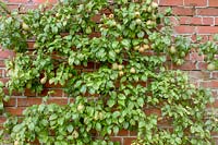 Trained Pyrus - pear - tree growing against brick wall.