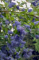 Ceanothus arboreus 'Trewithen Blue' - Californian lilac 'Trewithen Blue'
