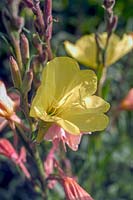 Oenothera biennis - Common Evening Primrose