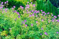 Geranium pratense - Meadow Cranesbill
 
