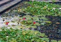 Nymphaea - Water Lillies and pads on formal pond. 